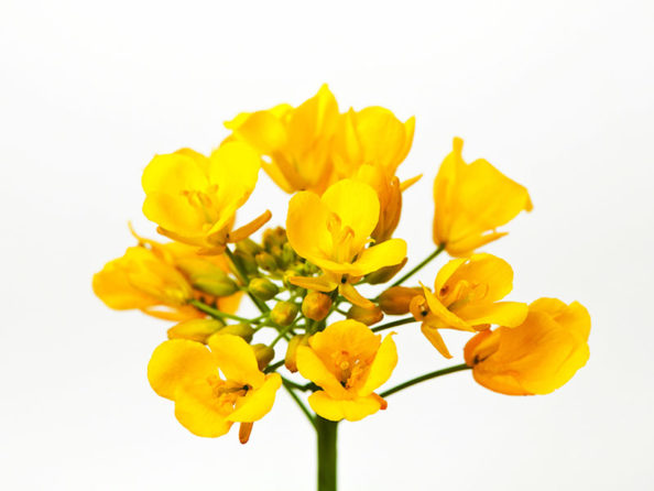 shutterstock_562296295