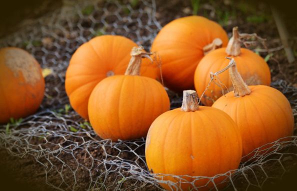 pumpkin